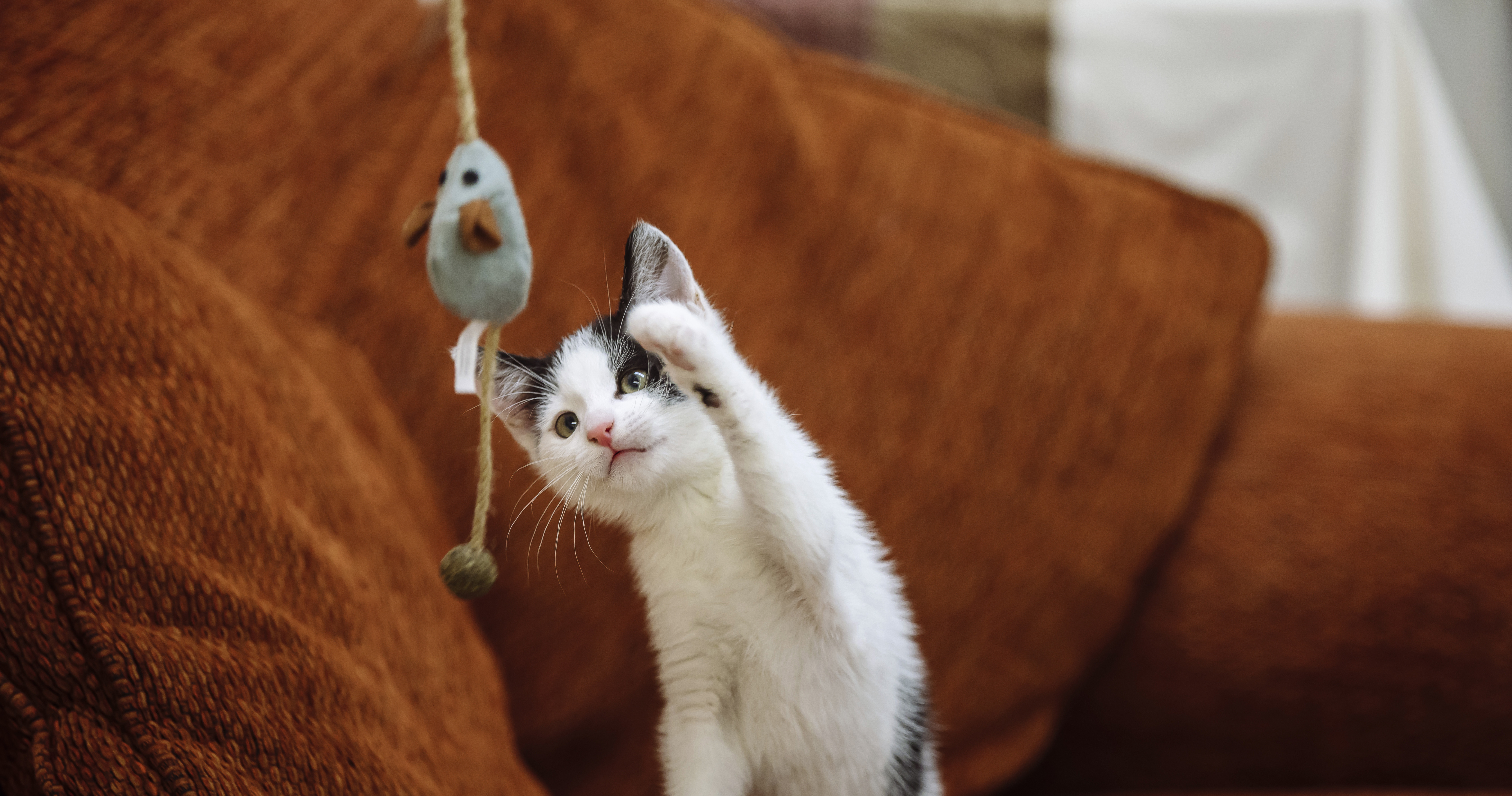 Kitten playing cheap with toy